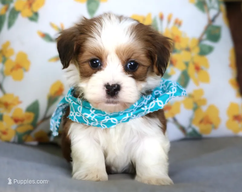 Tank – Havanese puppy for sale in Ruston, LA