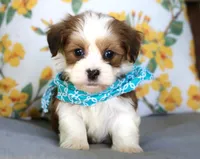 Tank, a male Havanese for sale in Ruston, LA – 1 of 2