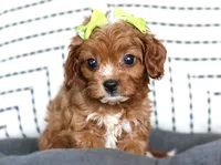 Kiki, a female Cavapoo for sale in Ruston, LA – 2 of 2