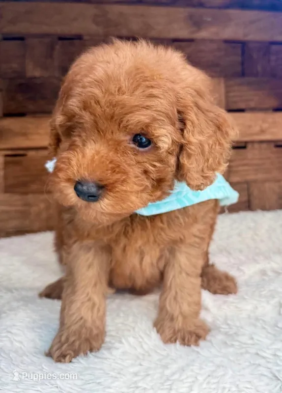 Rufus – Cavapoo puppy for sale in Ruston, LA