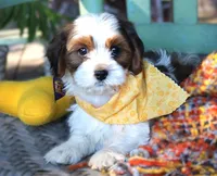 Jarvis, a male Cavalier King Charles Spaniel and Havanese for sale in Ruston, LA – 2 of 2
