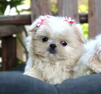 Lollie *CHARTING TO BE UNDER 5 LB*, a female Shih Tzu for sale in Ruston, LA – 2 of 3