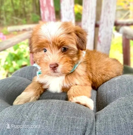 Andrew – Havanese puppy for sale in Ruston, LA