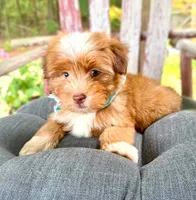 Andrew, a male Havanese for sale in Ruston, LA – 1 of 1