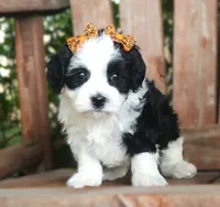 Pepper, a female Havanese for sale in Ruston, LA – 2 of 4