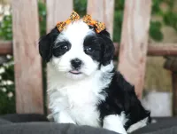 Pepper, a female Havanese for sale in Ruston, LA – 4 of 4