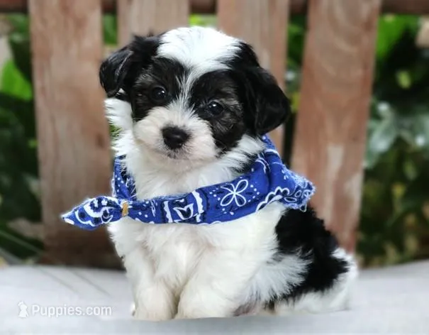 Owen – Maltipoo puppy for sale in Ruston, LA