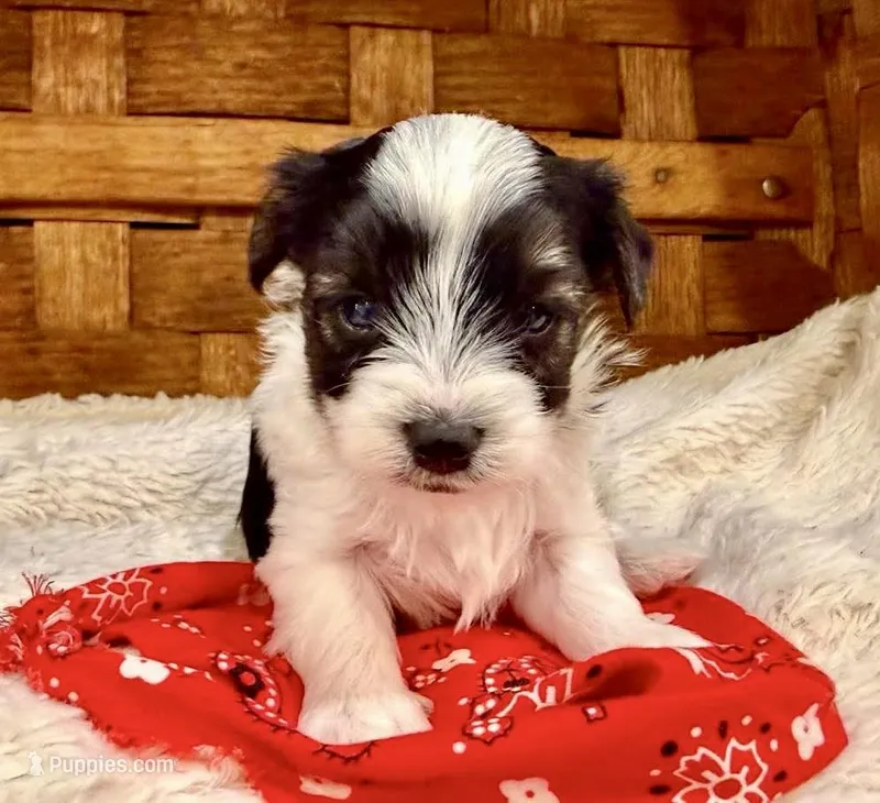 Owen – Maltipoo puppy for sale in Ruston, LA