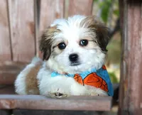 Lewis, a male Havanese for sale in Ruston, LA – 5 of 5