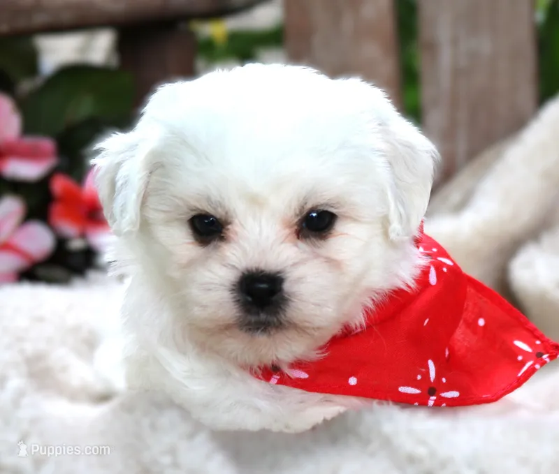 Murphy – Shichon puppy for sale in Ruston, LA