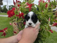Stunning parti travel size, a male Cockapoo for sale in Fort Myers, FL – 8 of 9