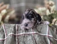 Tri colored, a female Cockapoo for sale in Fort Myers, FL – 4 of 6