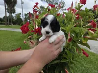 Stunning parti travel size, a male Cockapoo for sale in Fort Myers, FL – 7 of 9