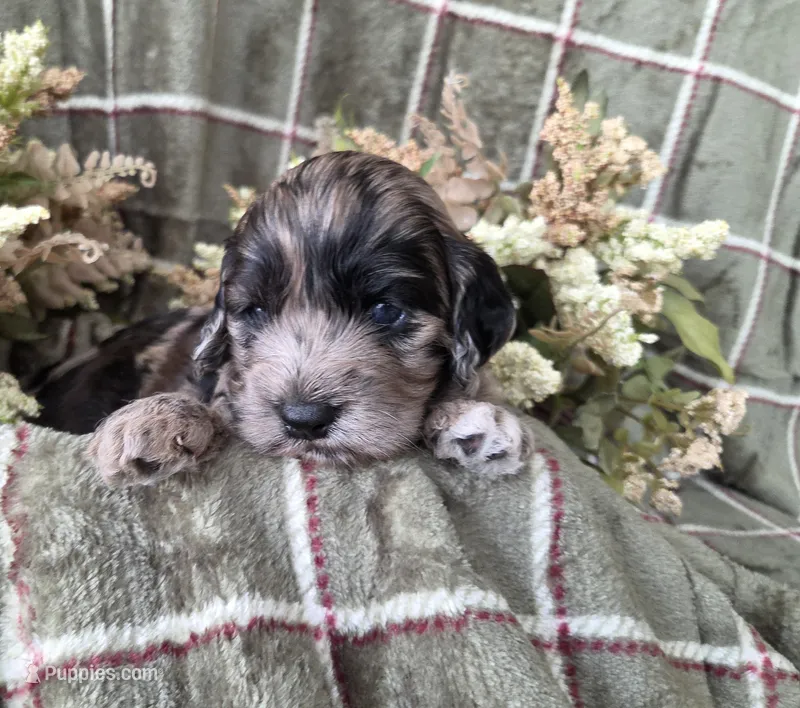 Tri colored – Cockapoo puppy for sale in Fort Myers, FL