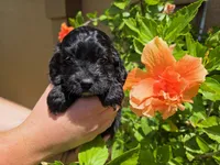 Rue3, a female Cockapoo for sale in Fort Myers, FL – Photo 2 of 5