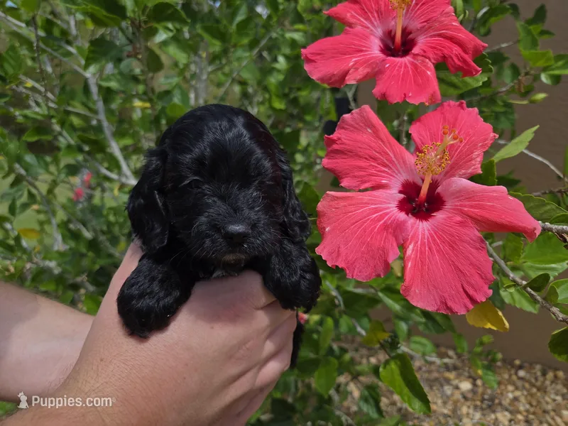Rue3 – Cockapoo puppy for sale in Fort Myers, FL