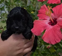 Rue3, a female Cockapoo for sale in Fort Myers, FL – Photo 3 of 5