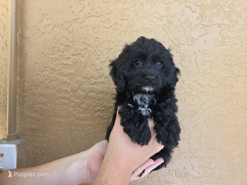 Rue3 – Cockapoo puppy for sale in Fort Myers, FL