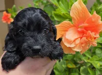 Rue3, a female Cockapoo for sale in Fort Myers, FL – Photo 4 of 5