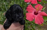 Rue3, a female Cockapoo for sale in Fort Myers, FL – Photo 5 of 5