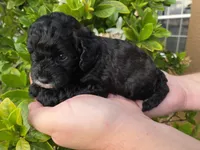 Stunning tri-colored phantom 11lbs, a female Cockapoo for sale in Fort Myers, FL – Photo 6 of 7