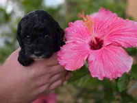 Stunning tri-colored phantom 11lbs, a female Cockapoo for sale in Fort Myers, FL – Photo 7 of 7