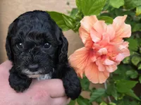 Stunning tri-colored phantom 11lbs, a female Cockapoo for sale in Fort Myers, FL – Photo 2 of 7
