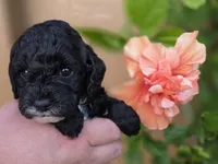 Stunning tri-colored phantom 11lbs, a female Cockapoo for sale in Fort Myers, FL – Photo 3 of 7