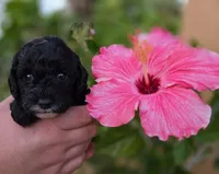 Stunning tri-colored phantom 11lbs, a female Cockapoo for sale in Fort Myers, FL – Photo 5 of 7