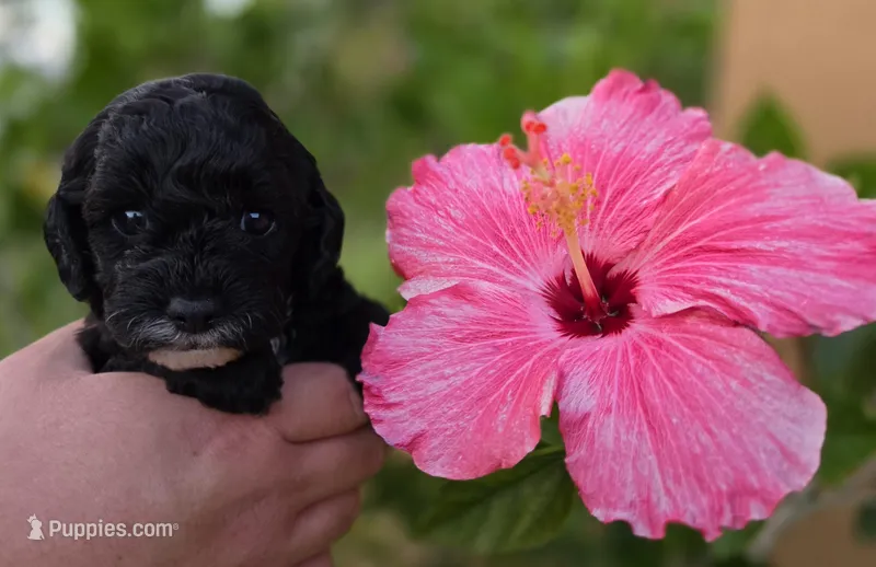 Stunning tri-colored phantom 11lbs – Cockapoo puppy for sale in Fort Myers, FL