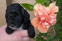 Stunning tri-colored phantom 11lbs, a female Cockapoo for sale in Fort Myers, FL – Photo 4 of 7