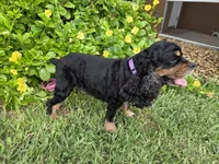 AKC Mystical Gigi Legacy , a female Cocker Spaniel for sale in Fort Myers, FL – 4 of 7