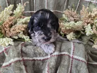 Tri colored, a female Cockapoo for sale in Fort Myers, FL – 4 of 5
