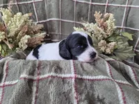 Black and white parti, a female Cockapoo for sale in Fort Myers, FL – 4 of 4