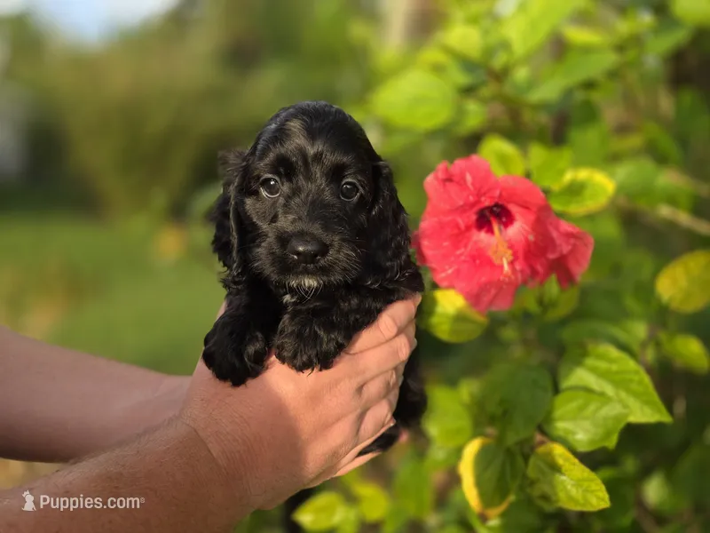Black with white, a male Cockapoo for sale in Fort Myers, FL – 1 of 4