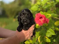 Black with white, a male Cockapoo for sale in Fort Myers, FL – 1 of 4