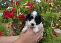 Stunning parti travel size, a male Cockapoo for sale in Fort Myers, FL – 5 of 9