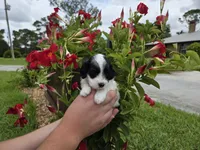 Stunning parti travel size, a male Cockapoo for sale in Fort Myers, FL – 6 of 9