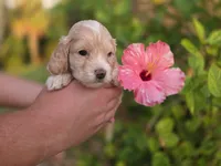 Apricot with white, a male Cockapoo for sale in Fort Myers, FL – 4 of 7