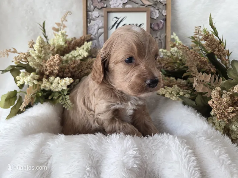 Apricot with white 2