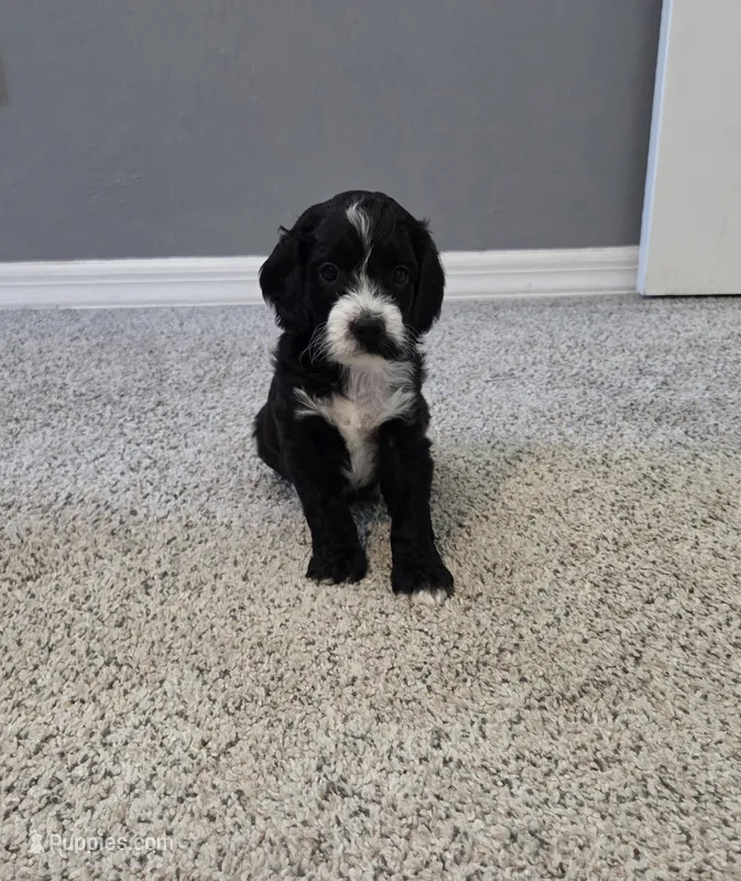 Black with white – Cockapoo puppy for sale in Fort Myers, FL