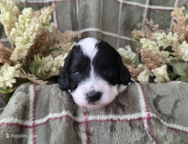 Black and white parti – Cockapoo puppy for sale in Fort Myers, FL