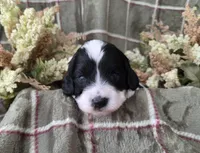 Black and white parti, a female Cockapoo for sale in Fort Myers, FL – 1 of 4