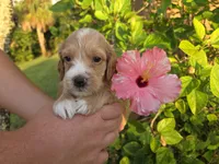 Apricot with white 2, a male Cockapoo for sale in Fort Myers, FL – 5 of 7