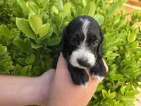 Black with white, a male Cockapoo for sale in Fort Myers, FL – 2 of 7