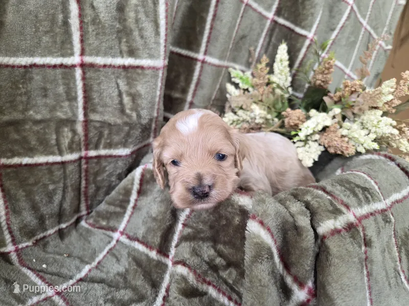 Apricot with white – Cockapoo puppy for sale in Fort Myers, FL