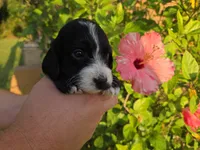 Black with white, a male Cockapoo for sale in Fort Myers, FL – 4 of 7