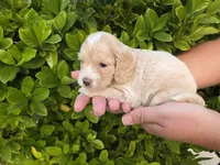 Apricot with white, a male Cockapoo for sale in Fort Myers, FL – 3 of 7