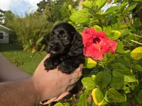 Black with white, a male Cockapoo for sale in Fort Myers, FL – 2 of 4