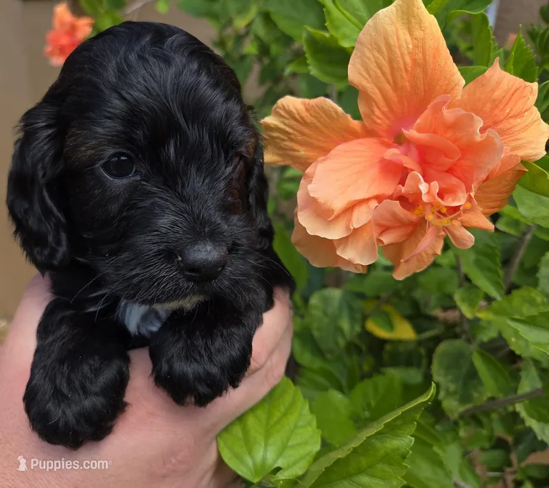 Rue2 – Cockapoo puppy for sale in Fort Myers, FL